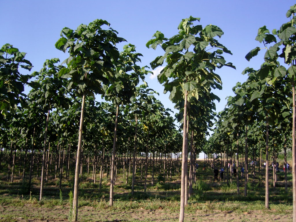 2-letnia-plantacja-oxytree